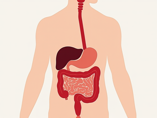 Image of digestive system illustration